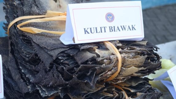 Jaga Keamanan Hayati, Ribuan Kulit Biawak dan Komoditas Ilegal Dimusnahkan