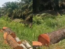 Penebangan Pohon Tepi Jalan, DLH Langkat ‘Kecolongan’