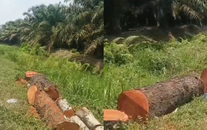 Penebangan Pohon Tepi Jalan, DLH Langkat 'Kecolongan'