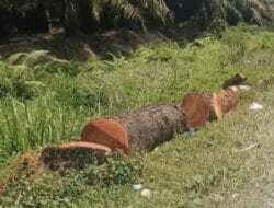 Terungkap! DLH Langkat Tidak Ada  Perintahkan Penebangan Pohon di Sepanjang Tepi Jalan Binjai-Kuala