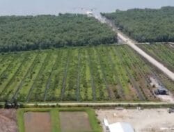 Beli Hektaran Kebun Sawit di Langkat Masuk Kawasan, Oknum Kapolsek MG Berdalih Tak Tahu