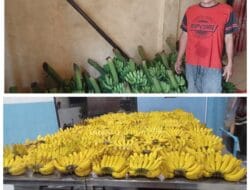 Program MBG Menjadikan Petani dan Pedagang Pisang Naik Daun