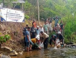 PT SMGP Bagikan Bibit Ikan Mas di Lubuk Larangan Purba Baru