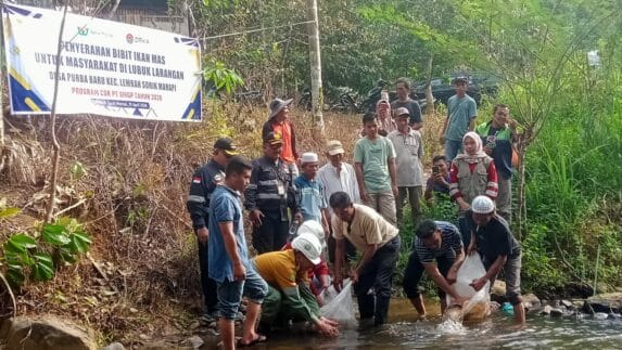 PT SMGP Bagikan Bibit Ikan Mas di Lubuk Larangan Purba Baru