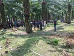 Seorang Pria Ditemukan Tewas di Kebun Sawit, Kuat Dugaan Korban Pembunuhan