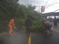 Hati-Hati Liburan Anda bisa Terganggu dengan Pohon Tumbang di Lintas Parapat