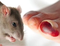 BRIN Ingatkan, Potensi Kembalinya Wabah Pes di Indonesia