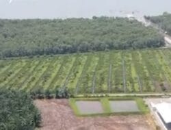 Dalih Tak Tahu Hutan Lindung, Kapolsek MG Kembalikan Kebun Sawit, KPH Stabat Masih Bungkam Soal Kerusakan Hutan