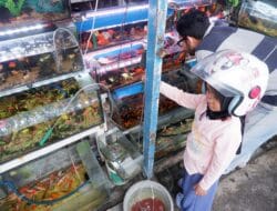 Jalan Talaud Lokasi Berburu Ikan Hias Air Tawar Sejak Tahun 90 an