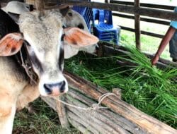 Pedagang Hewan Kurban di Medan Kebanjiran Pesanan