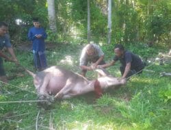 Warga Gampong Ie Dingen Meukek Potong 18 Ekor Hewan Kurban