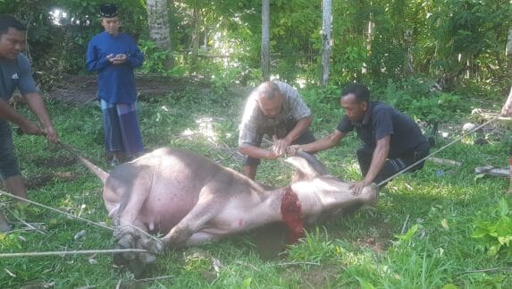 Warga Gampong Ie Dingen Meukek Potong 18 Ekor Hewan Kurban