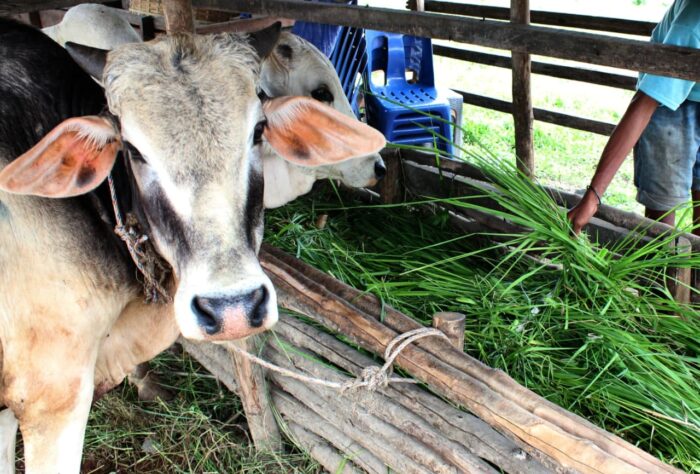 Pedagang Hewan Kurban di Medan Kebanjiran Pesanan