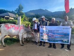 PT SMGP Salurkan 17 Ekor Hewan Kurban untuk Masyarakat Madina