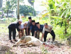 PWI Madina Sembelih Sapi Kurban Bantuan PT SMM