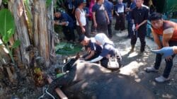 Orbit Group Sembelih Sapi Kurban Seberat 1 Ton Lebih
