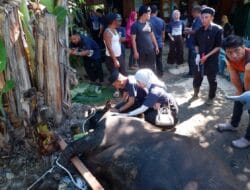 Orbit Group Sembelih Sapi Kurban Seberat 1 Ton Lebih