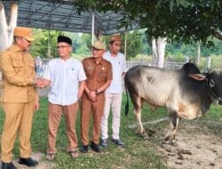 Bupati Madina: 14 Sapi dan 4 Kambing Kurban Siap Disalurkan ke Desa Membutuhkan