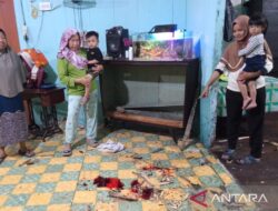 Babi Hutan Ngamuk di Sergai, Seorang Warga Terluka