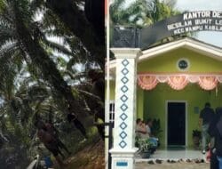 Diduga Puluhan Preman Jarah Sawit Warga di Besilam Bukit Lembasa, Petani Mengaku Resah dan Ketakutan