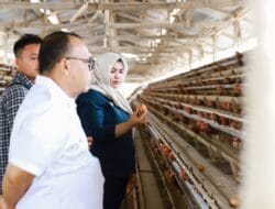 Pemkab Madina Studi Tiru ke Payakumbuh, Target Penuhi 20% Kebutuhan Telur Tahun 2027
