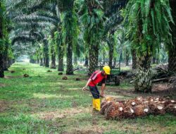 PT Abadi Energi Nabati Buka Peluang Karier Hijau