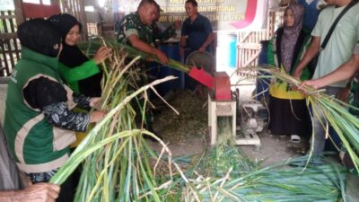 Inovasi Terbaru Koramil 13/Kluet Timur Gandeng PPL dan Petani Kembangkan Pakan Ternak Organik untuk Tingkatkan Produktivitas