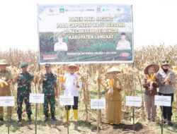 Pimpin Panen Raya Jagung, Plt Bupati Tiorita Perkuat Swasembada Pangan di Langkat