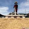BPS Proyeksikan Produksi Beras RI 25,28 Juta Ton hingga Agustus 2026