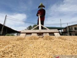 BPS Proyeksikan Produksi Beras RI 25,28 Juta Ton hingga Agustus 2026