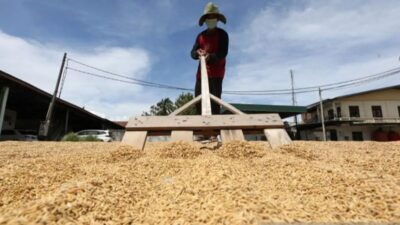 BPS Proyeksikan Produksi Beras RI 25,28 Juta Ton hingga Agustus 2026