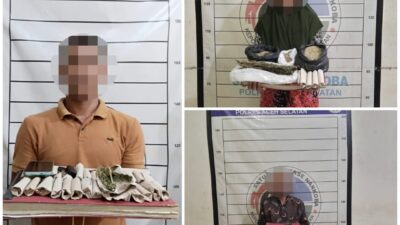Satresnarkoba Polres Aceh Selatan Bongkar Jaringan Peredaran Ganja, Tiga Ditangkap dan Barbut Disita