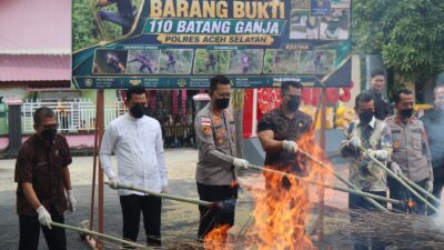 Polres Aceh Selatan Musnahkan 110 Batang Ganja Hasil Pengungkapan Ladang Narkotika